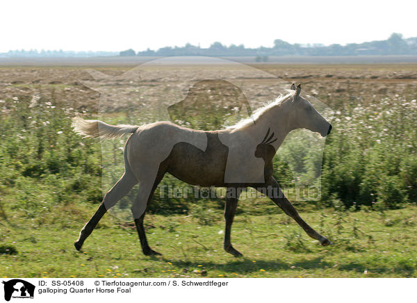 galoppierendes Quarter Horse Fohlen / galloping Quarter Horse Foal / SS-05408
