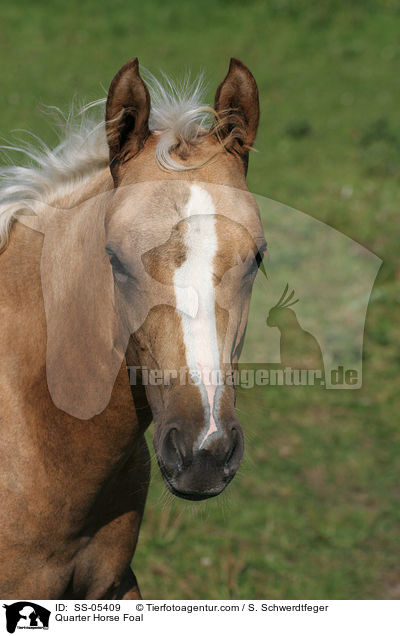 Quarter Horse Fohlen / Quarter Horse Foal / SS-05409