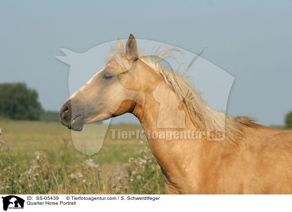 Quarter Horse Portrait / Quarter Horse Portrait / SS-05439