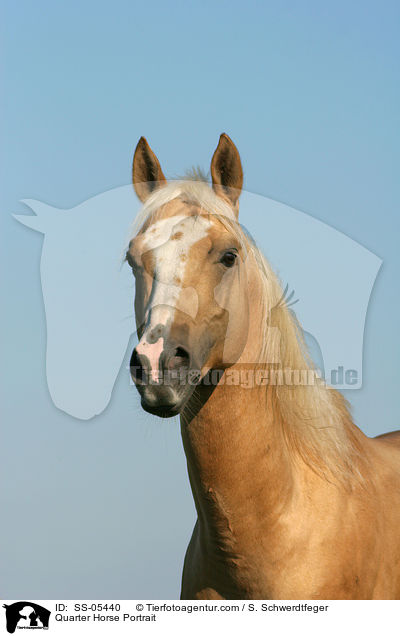 Quarter Horse Portrait / Quarter Horse Portrait / SS-05440
