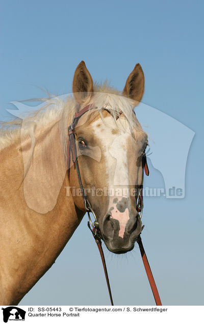 Quarter Horse Portrait / Quarter Horse Portrait / SS-05443
