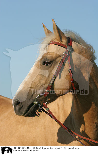 Quarter Horse Portrait / Quarter Horse Portrait / SS-05445