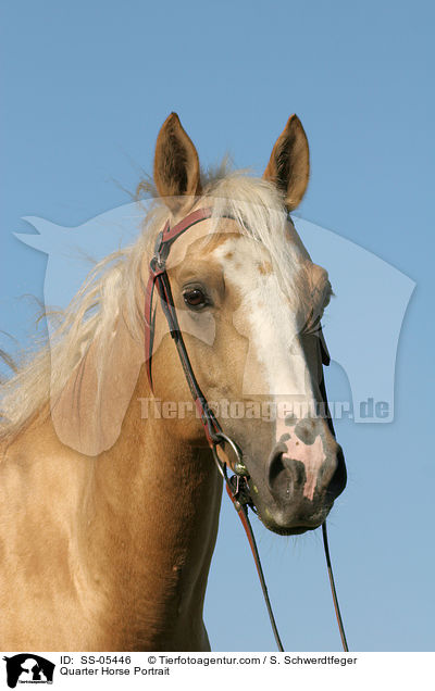 Quarter Horse Portrait / Quarter Horse Portrait / SS-05446