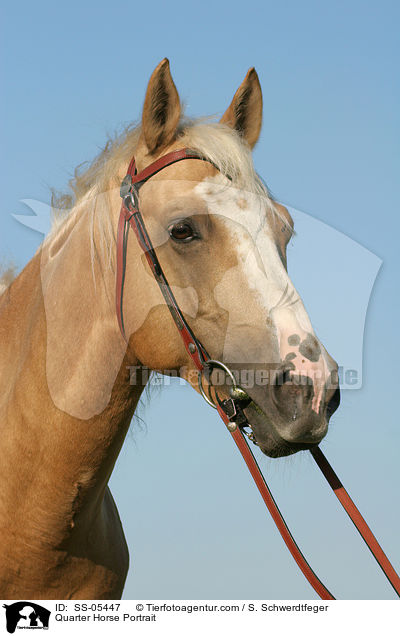 Quarter Horse Portrait / Quarter Horse Portrait / SS-05447