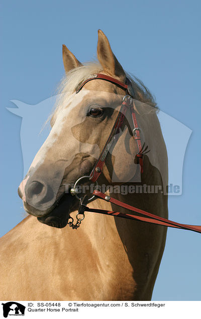 Quarter Horse Portrait / Quarter Horse Portrait / SS-05448
