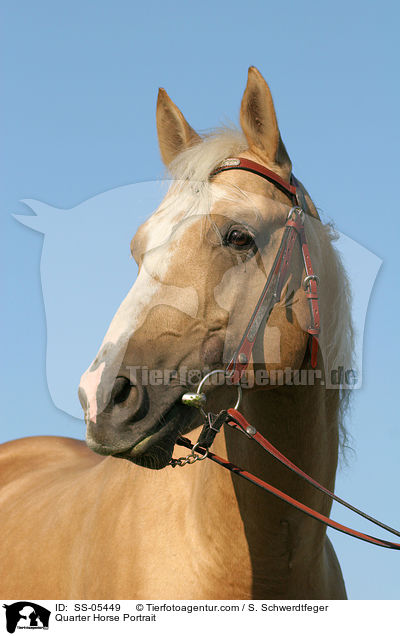 Quarter Horse Portrait / Quarter Horse Portrait / SS-05449