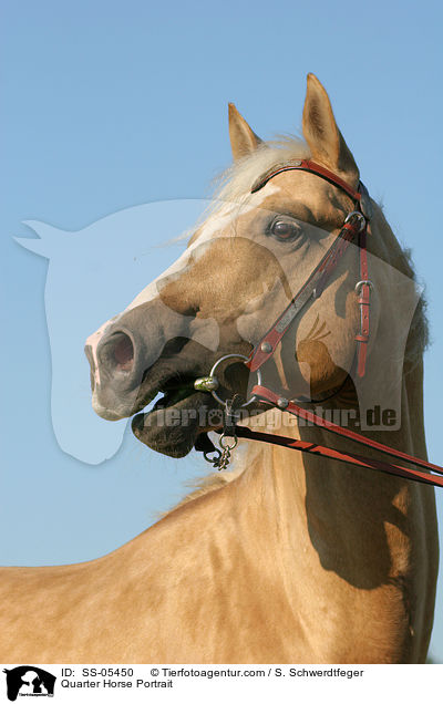 Quarter Horse Portrait / Quarter Horse Portrait / SS-05450