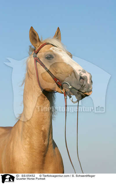 Quarter Horse Portrait / Quarter Horse Portrait / SS-05452