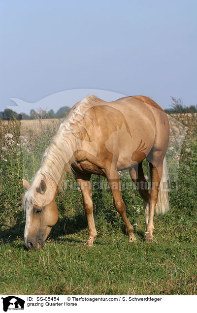grasendes Quarter Horse / grazing Quarter Horse / SS-05454