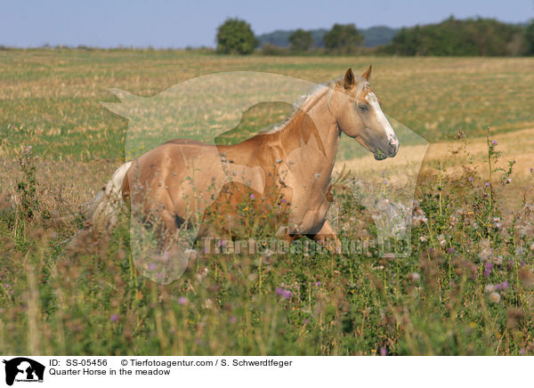 Quarter Horse auf der Weide / Quarter Horse in the meadow / SS-05456