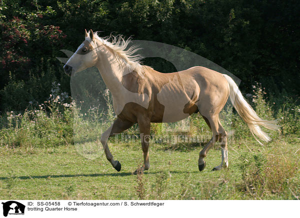 trabendes Quarter Horse / trotting Quarter Horse / SS-05458