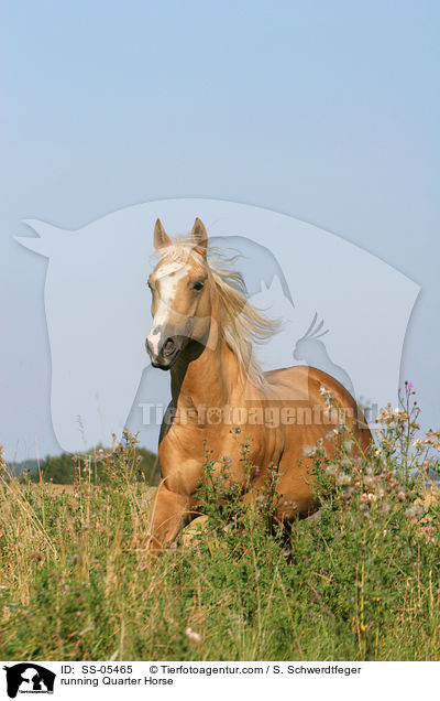 galoppierendes Quarter Horse / running Quarter Horse / SS-05465
