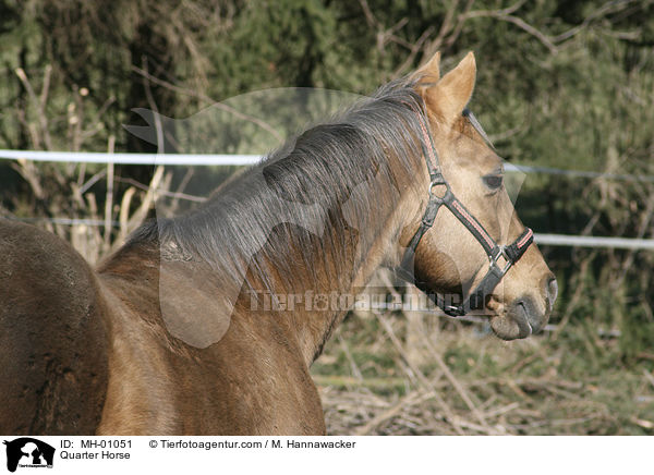 Quarter Horse / Quarter Horse / MH-01051