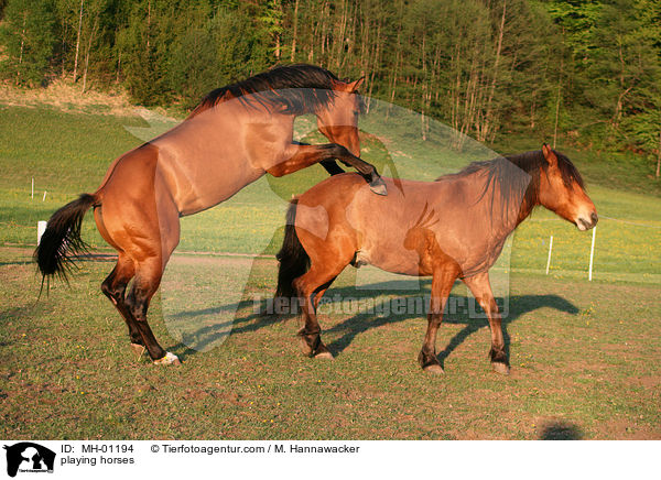 spielende Pferde / playing horses / MH-01194