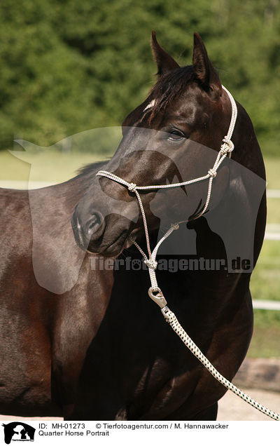 Quarter Horse Portrait / Quarter Horse Portrait / MH-01273