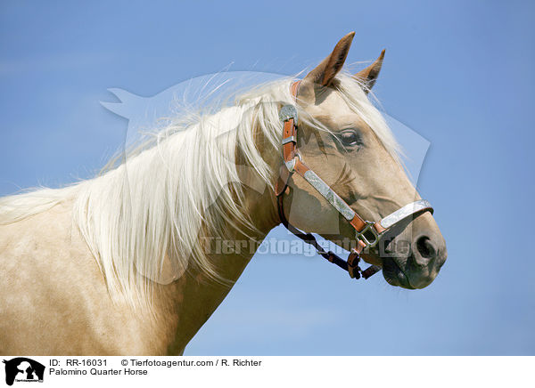 Palomino Quarter Horse / Palomino Quarter Horse / RR-16031