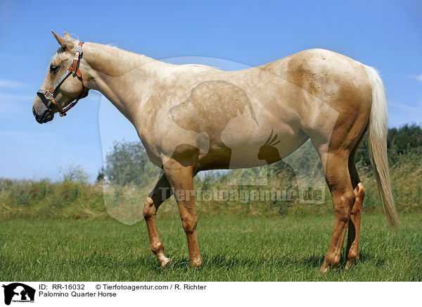 Palomino Quarter Horse / Palomino Quarter Horse / RR-16032