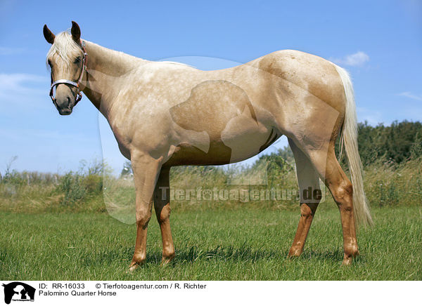 Palomino Quarter Horse / Palomino Quarter Horse / RR-16033