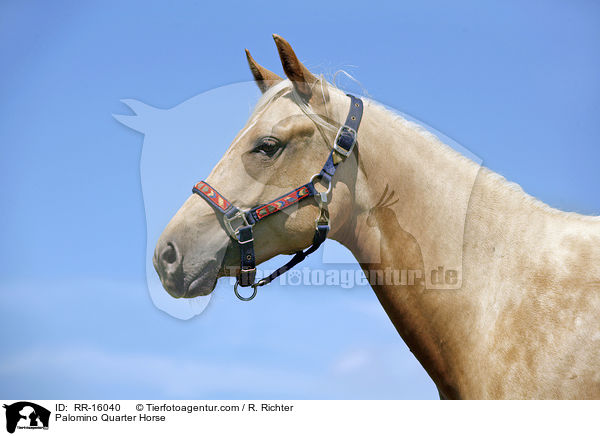 Palomino Quarter Horse / Palomino Quarter Horse / RR-16040