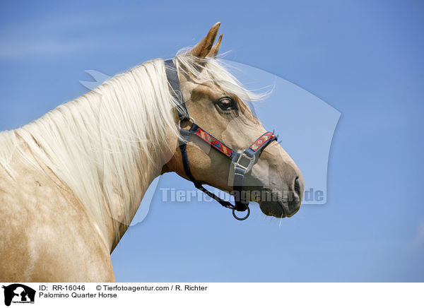 Palomino Quarter Horse / Palomino Quarter Horse / RR-16046