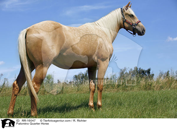 Palomino Quarter Horse / Palomino Quarter Horse / RR-16047