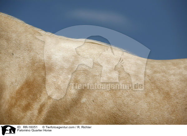 Palomino Quarter Horse / RR-16051
