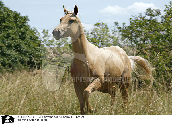 Palomino Quarter Horse / Palomino Quarter Horse / RR-16070