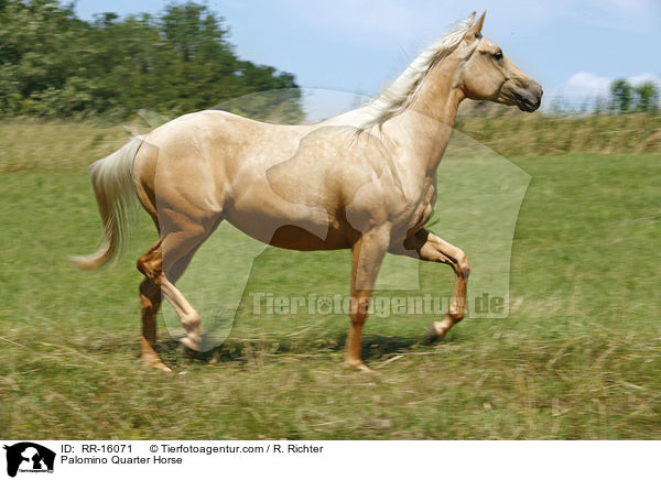 Palomino Quarter Horse / Palomino Quarter Horse / RR-16071