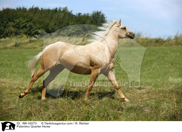 Palomino Quarter Horse / Palomino Quarter Horse / RR-16073