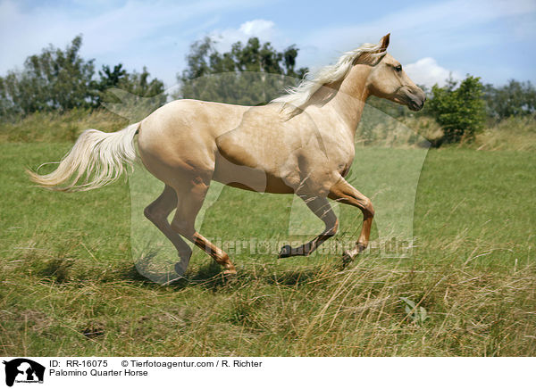 Palomino Quarter Horse / Palomino Quarter Horse / RR-16075