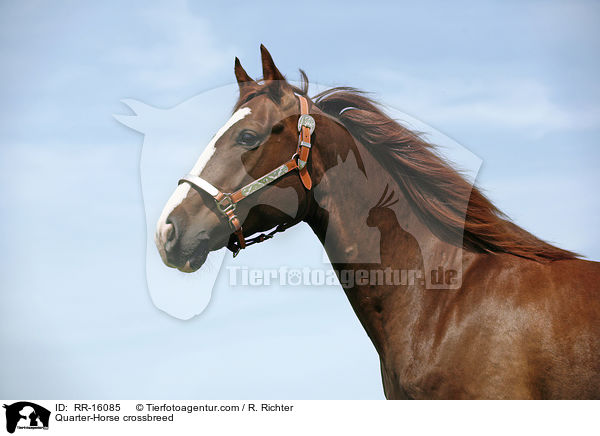 Quarter-Horse-Mix / Quarter-Horse crossbreed / RR-16085