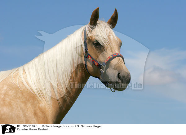 Quarter Horse Portrait / Quarter Horse Portrait / SS-11046