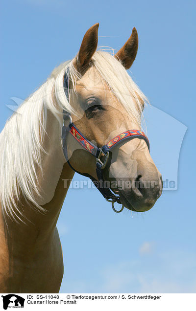 Quarter Horse Portrait / Quarter Horse Portrait / SS-11048