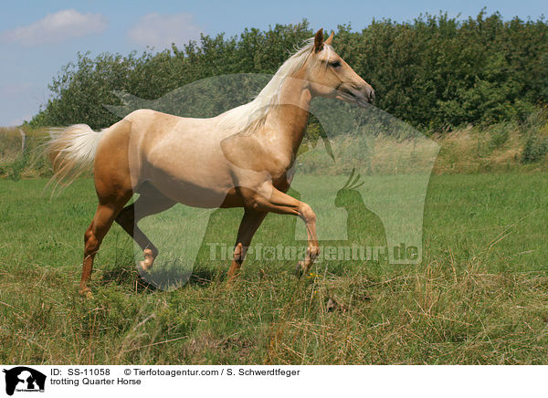 trabendes Quarter Horse / trotting Quarter Horse / SS-11058