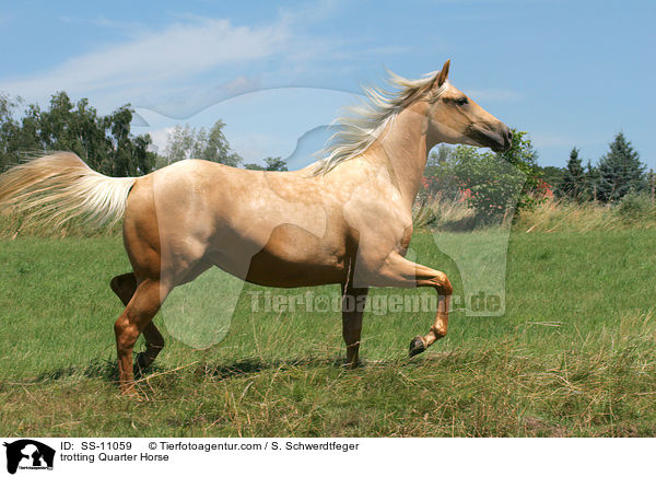 trabendes Quarter Horse / trotting Quarter Horse / SS-11059