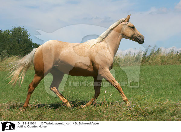 trabendes Quarter Horse / trotting Quarter Horse / SS-11061