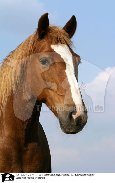 Quarter Horse Portrait / SS-12371