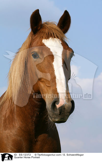 Quarter Horse Portrait / Quarter Horse Portrait / SS-12372