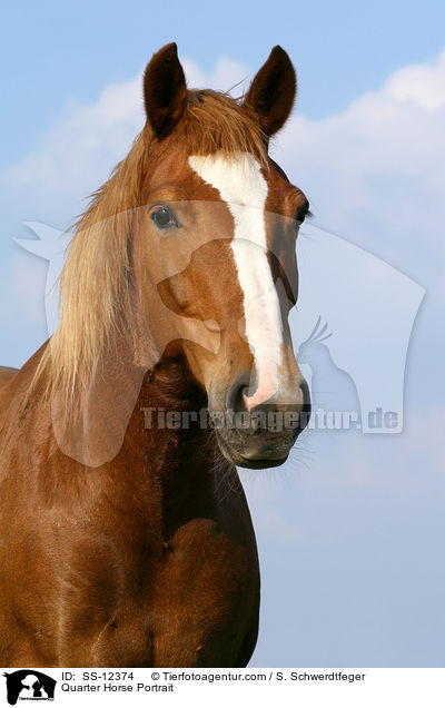 Quarter Horse Portrait / Quarter Horse Portrait / SS-12374