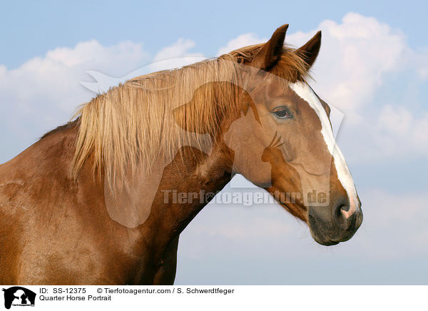 Quarter Horse Portrait / Quarter Horse Portrait / SS-12375