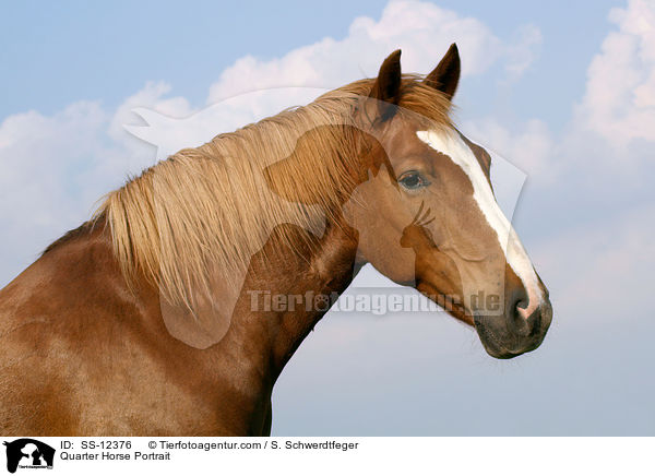 Quarter Horse Portrait / Quarter Horse Portrait / SS-12376
