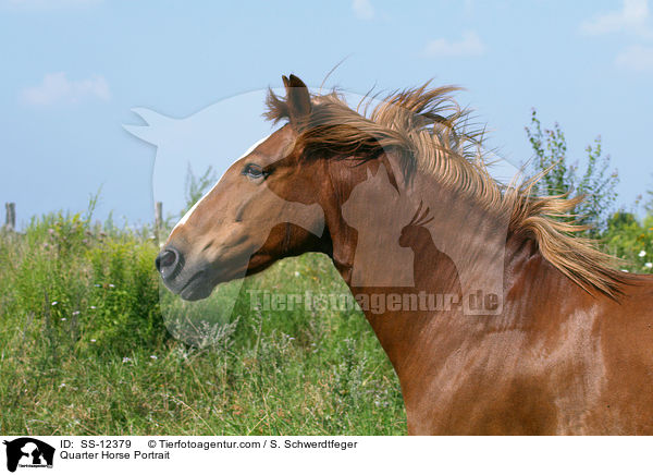 Quarter Horse Portrait / SS-12379