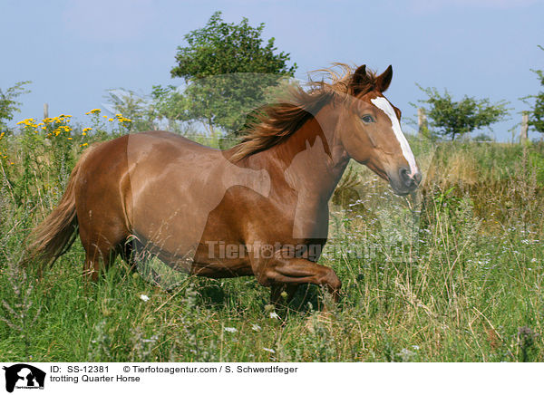 trotting Quarter Horse / SS-12381