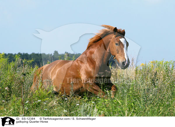 Quarter Horse im Galopp / galloping Quarter Horse / SS-12384