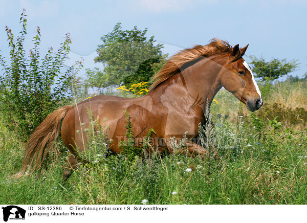 galloping Quarter Horse / SS-12386