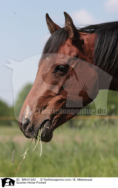 Quarter Horse Portrait / Quarter Horse Portrait / BM-01282