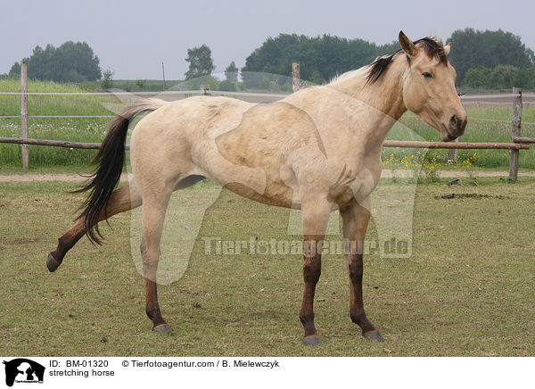 sich streckendes Pferd / stretching horse / BM-01320