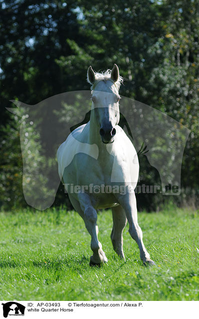 white Quarter Horse / AP-03493