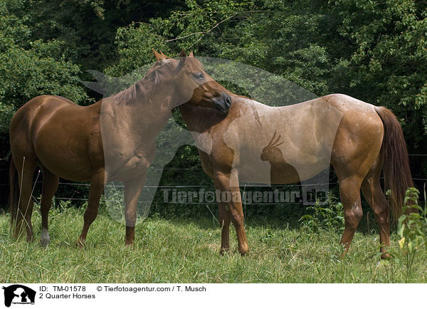 2 Quarter Horses / 2 Quarter Horses / TM-01578