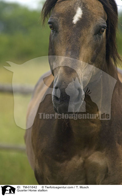 Quarter Horse Hengst / Quarter Horse stallion / TM-01642